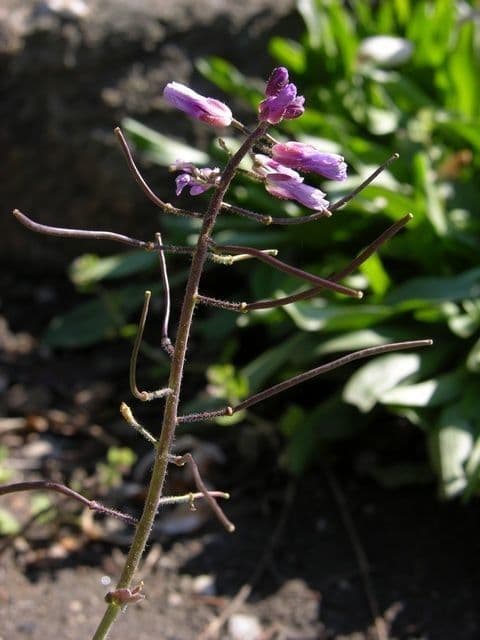 Phoenicaulis 4