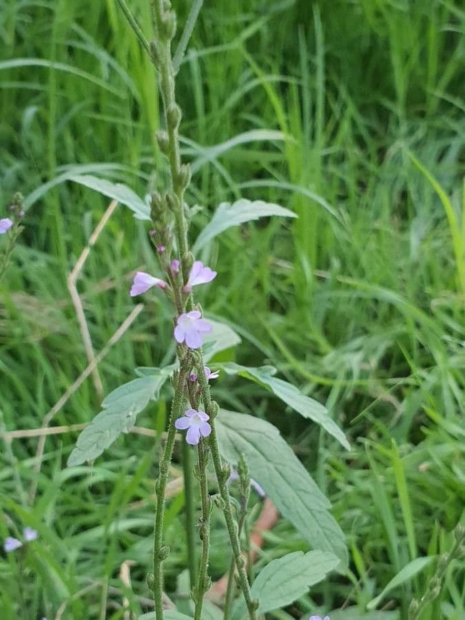 Verbena comune 19