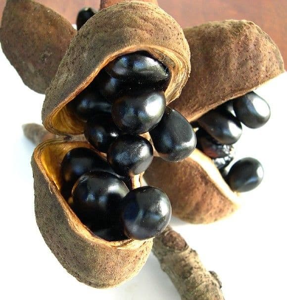 Acropogon macrocarpo 2