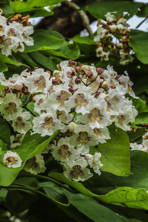 Catalpa comune 30