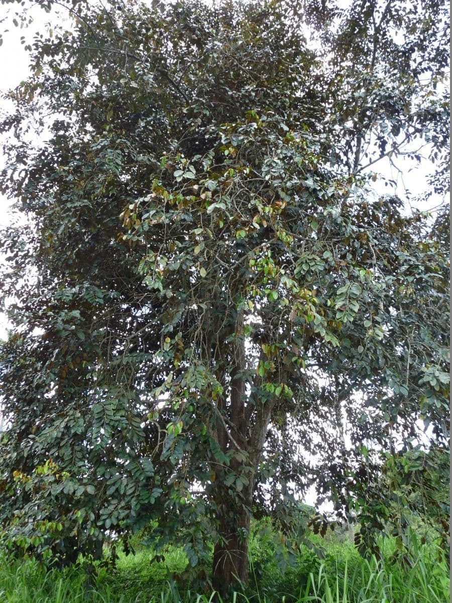 Mela stellare 13