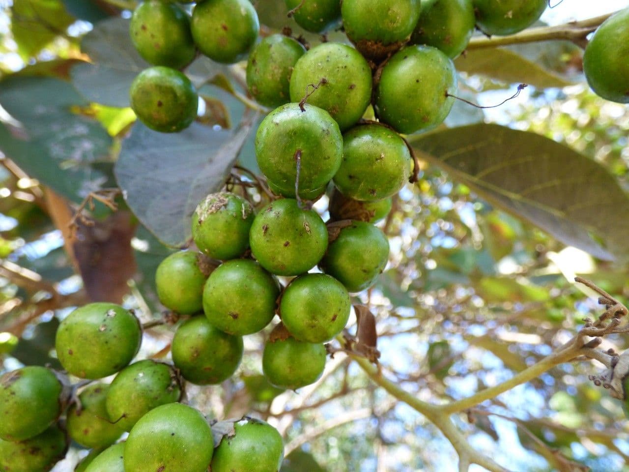 Cordia 4