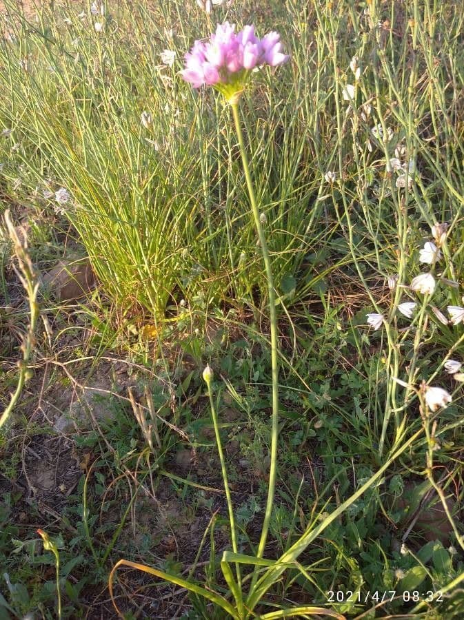 Aglio roseo 21