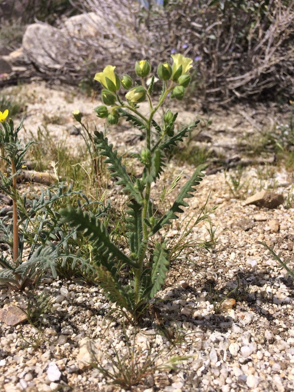 Emmenanthe penduliflora 9