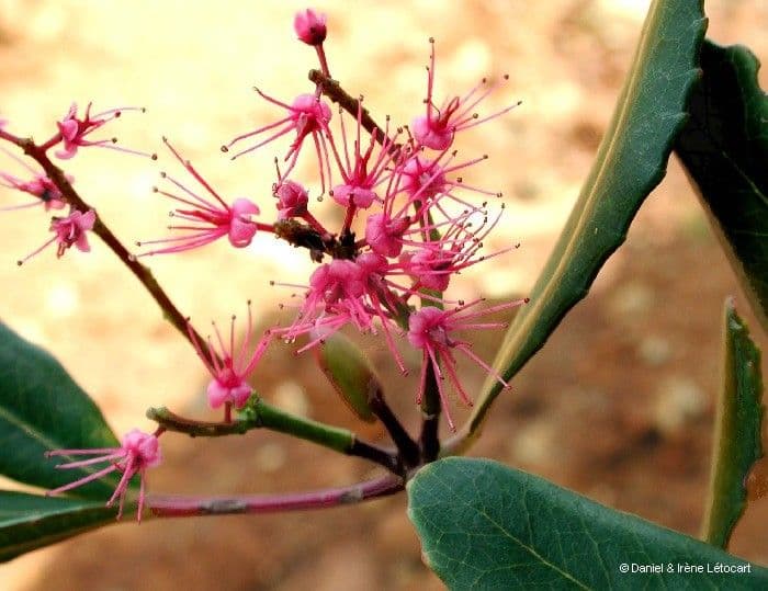Cunonia vieillardii 2