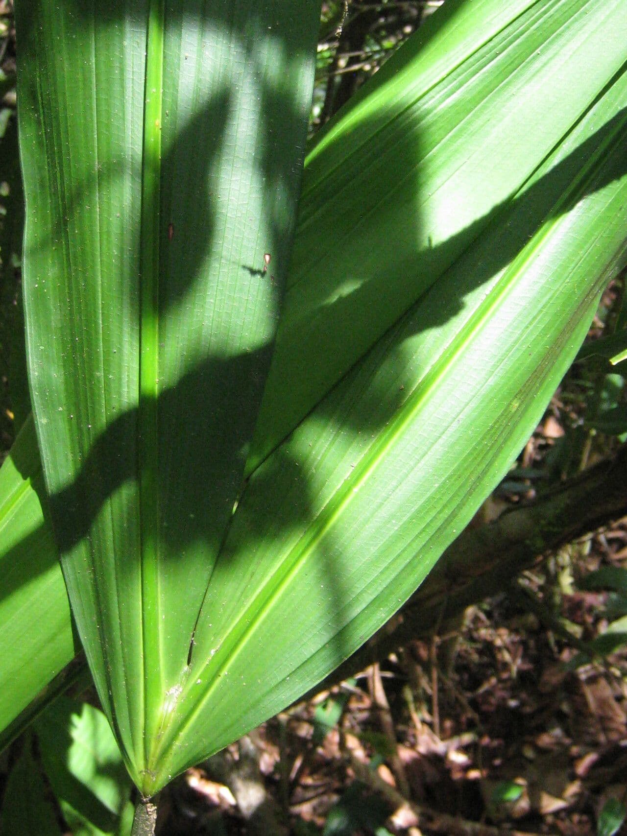 Cyclanthus 17