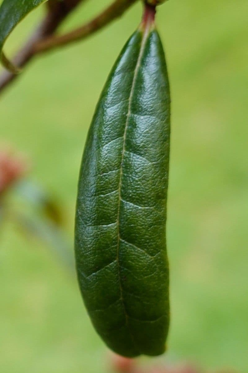 Rododendro 7