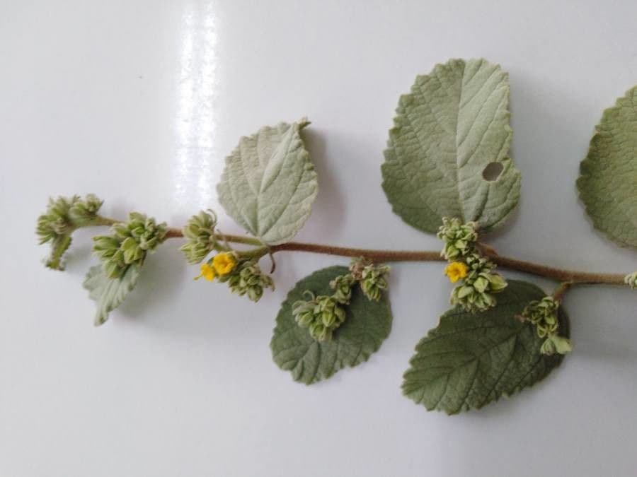 Eiförmigblättrige Waltheria 8