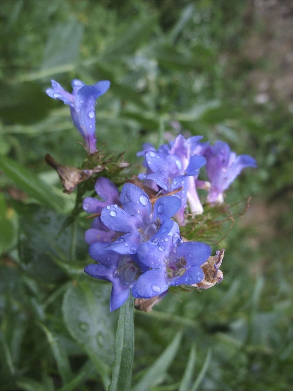 Penstemon 2