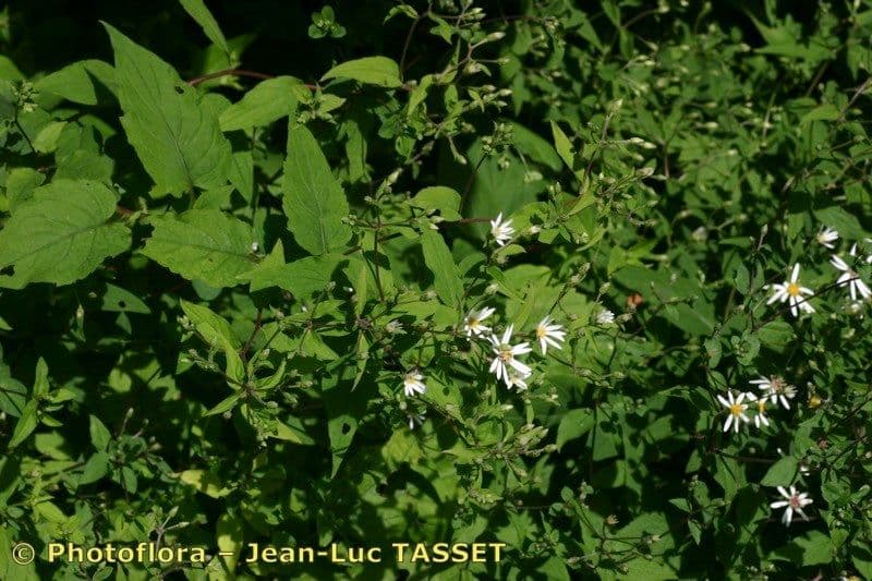 Aster divariqué 12