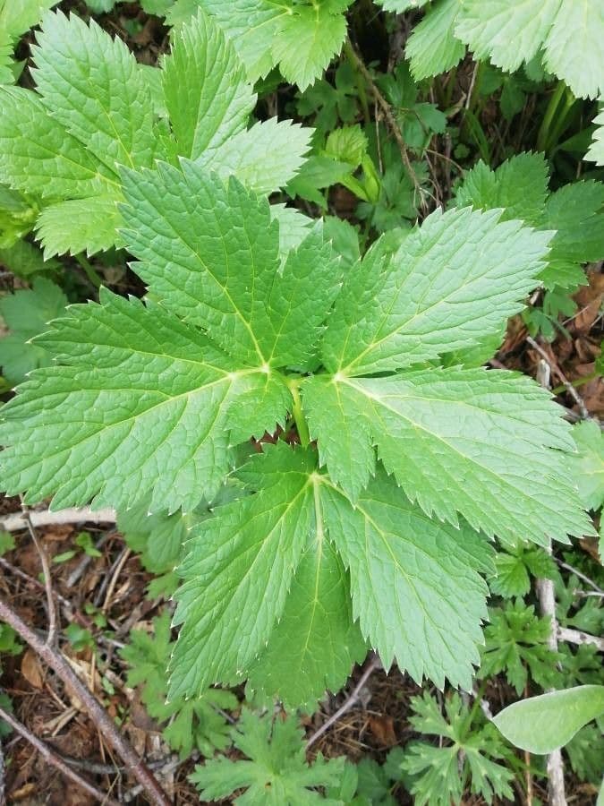 Meduňka lékařská 13