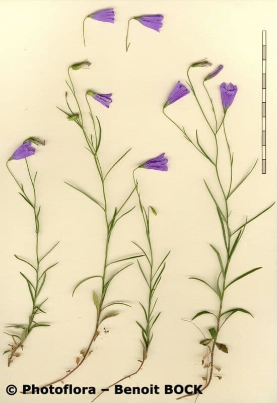 Campanula stenocodon 15