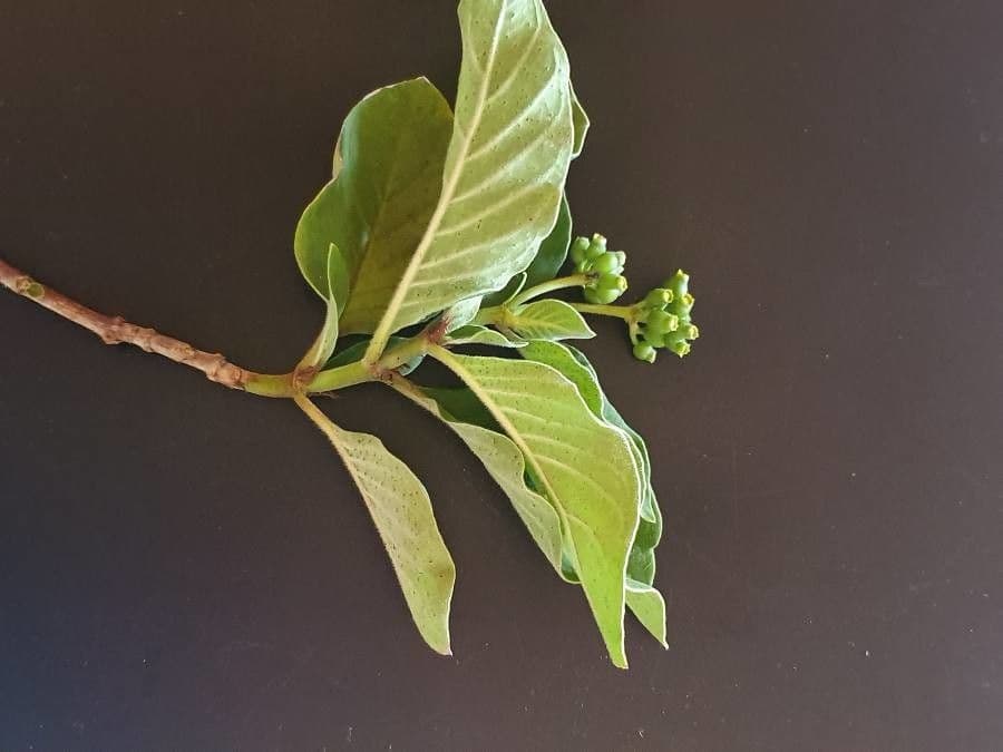 Psychotria 9