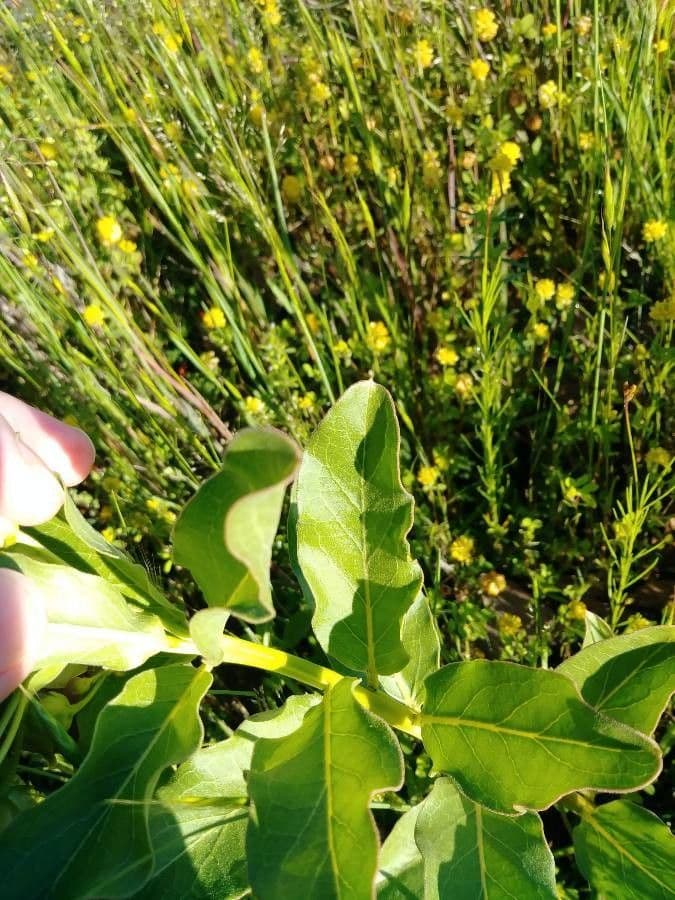 Asclepias viridis 16