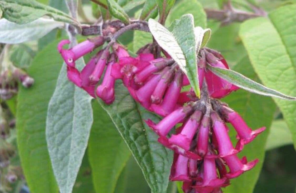 Buddleja 2