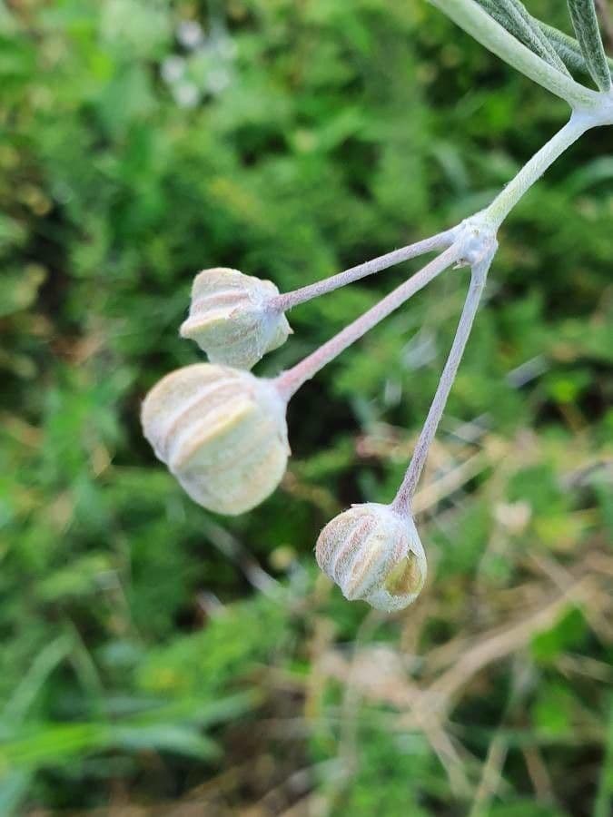 Gomphocarpus 23