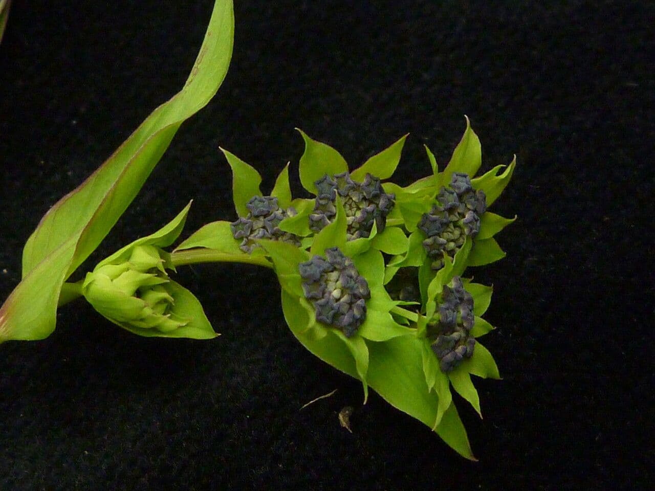 Bupleuro gracile 2