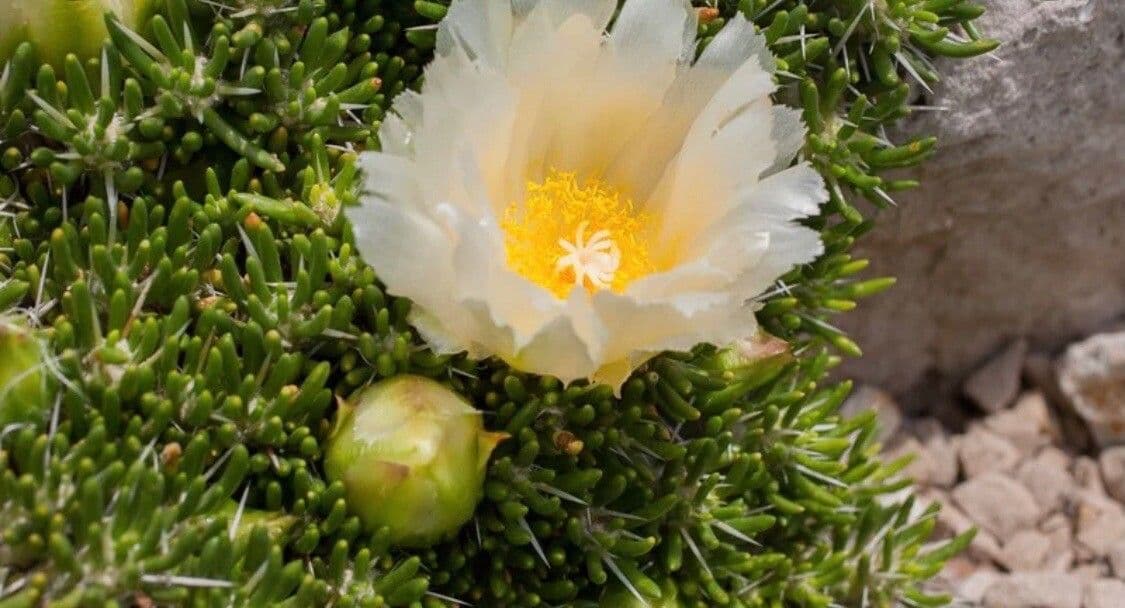 Maihuenia