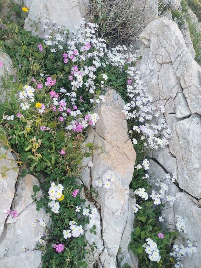 Malcolmia Marittima 11