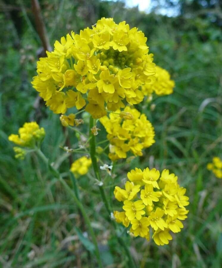Aurinia