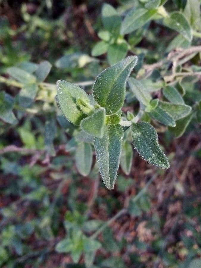 Antirrhinum 13