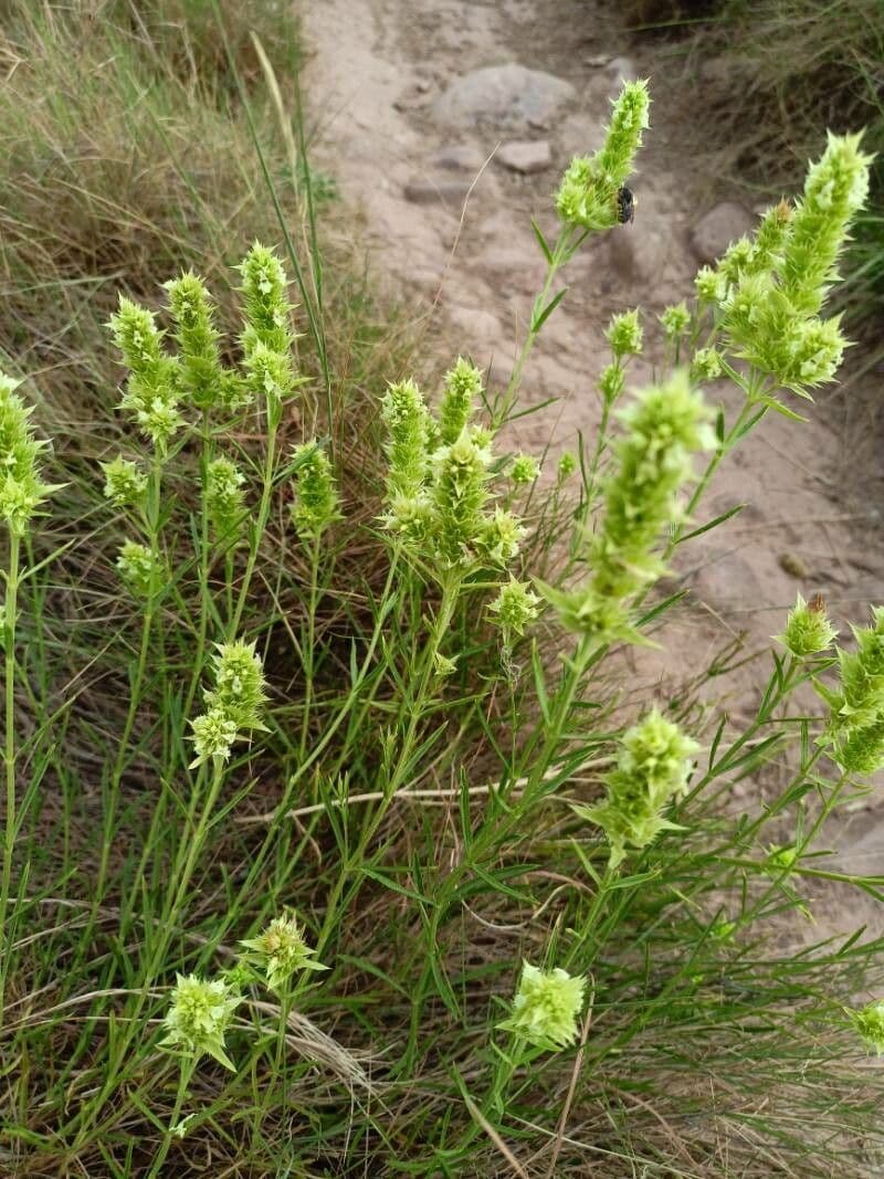 Sideritis hyssopifolia