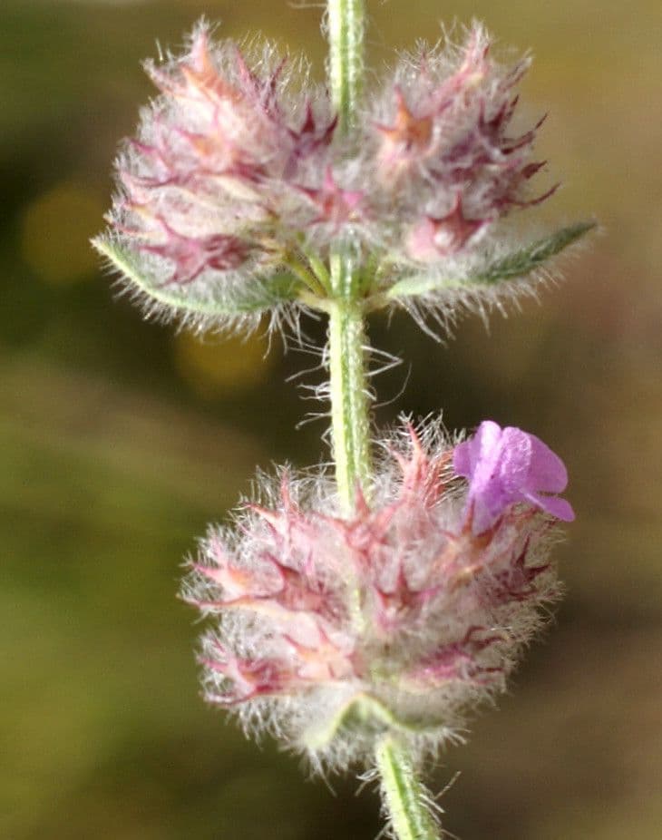 Micromeria 5