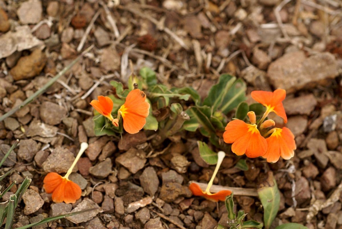 Crossandra 2