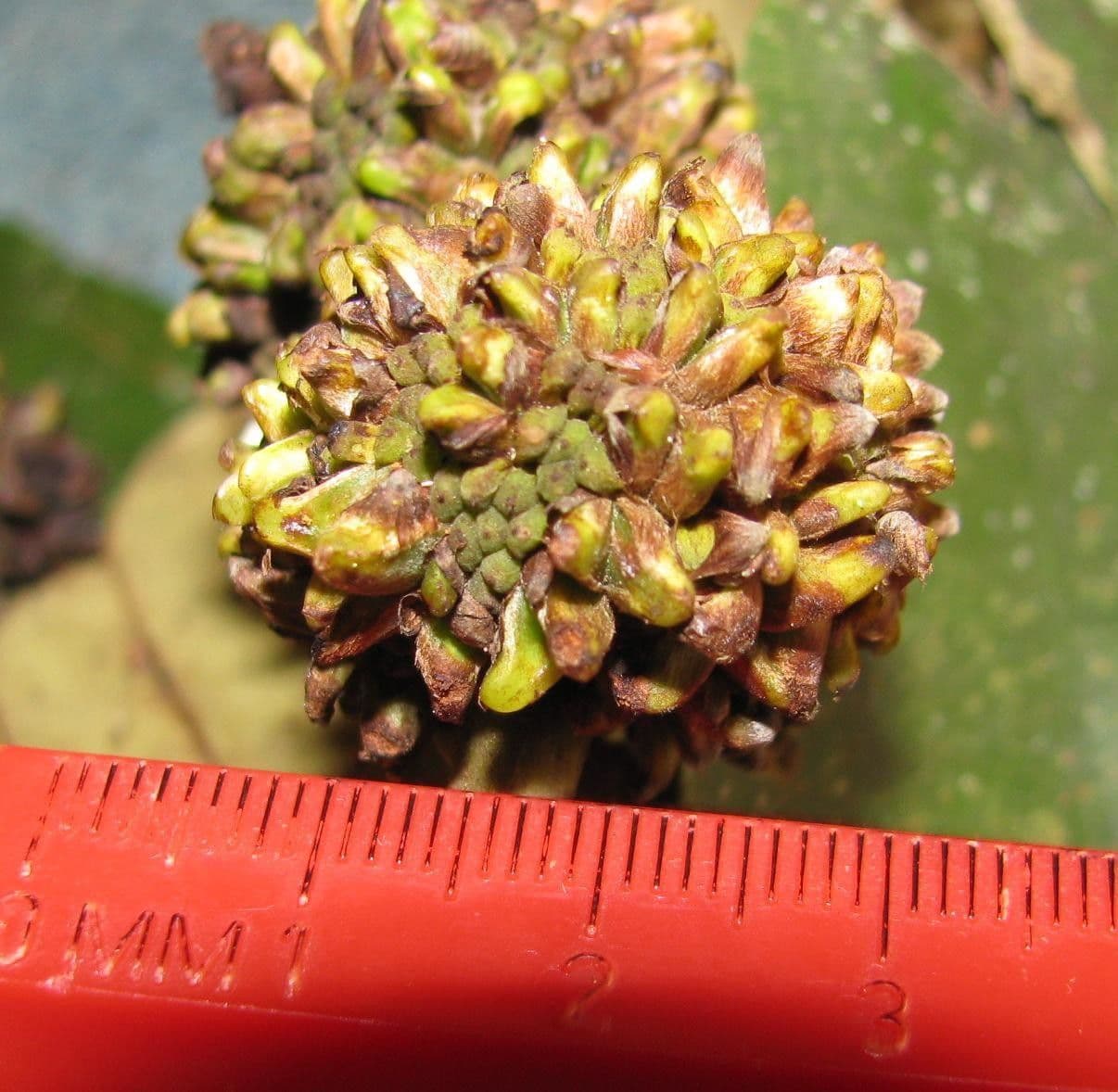 Coussapoa villosa 4