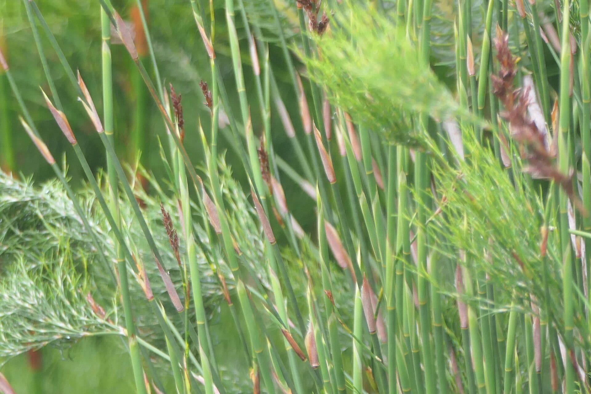 Askidiosperma 4