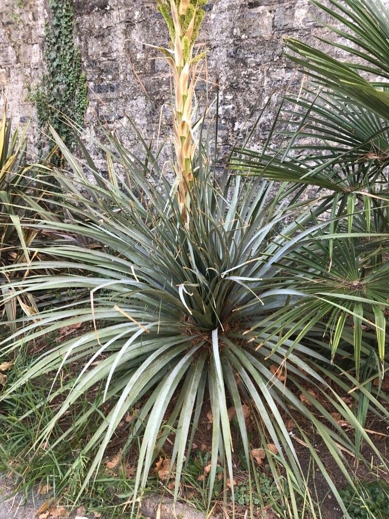 Dasylirion wheeleri 8