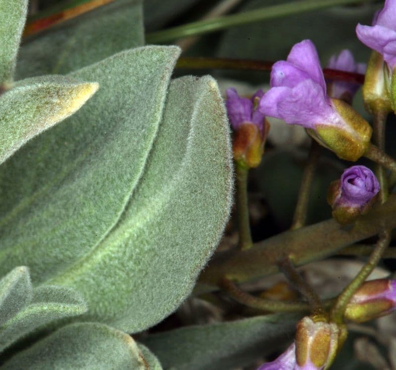 Phoenicaulis 15