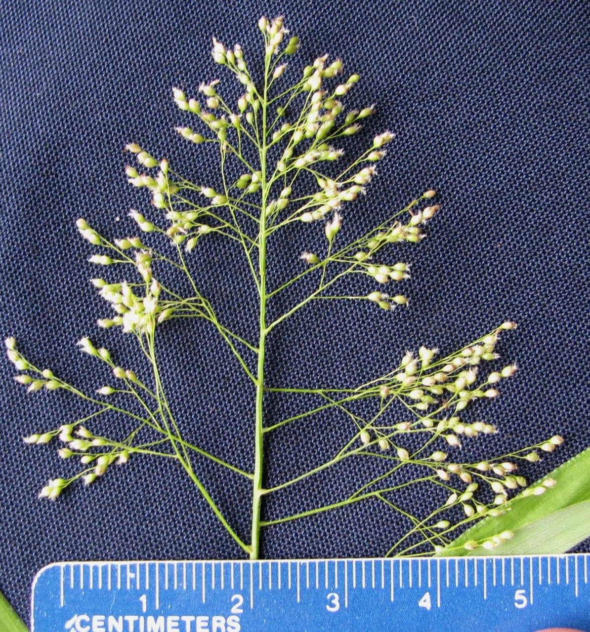 Isachne arundinacea 5