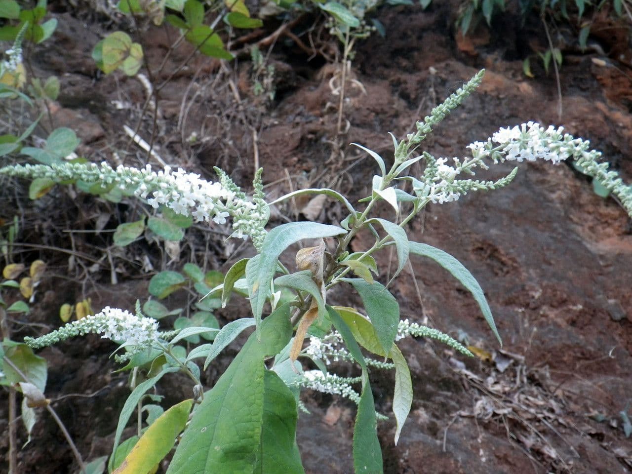 Buddleja asiática 6