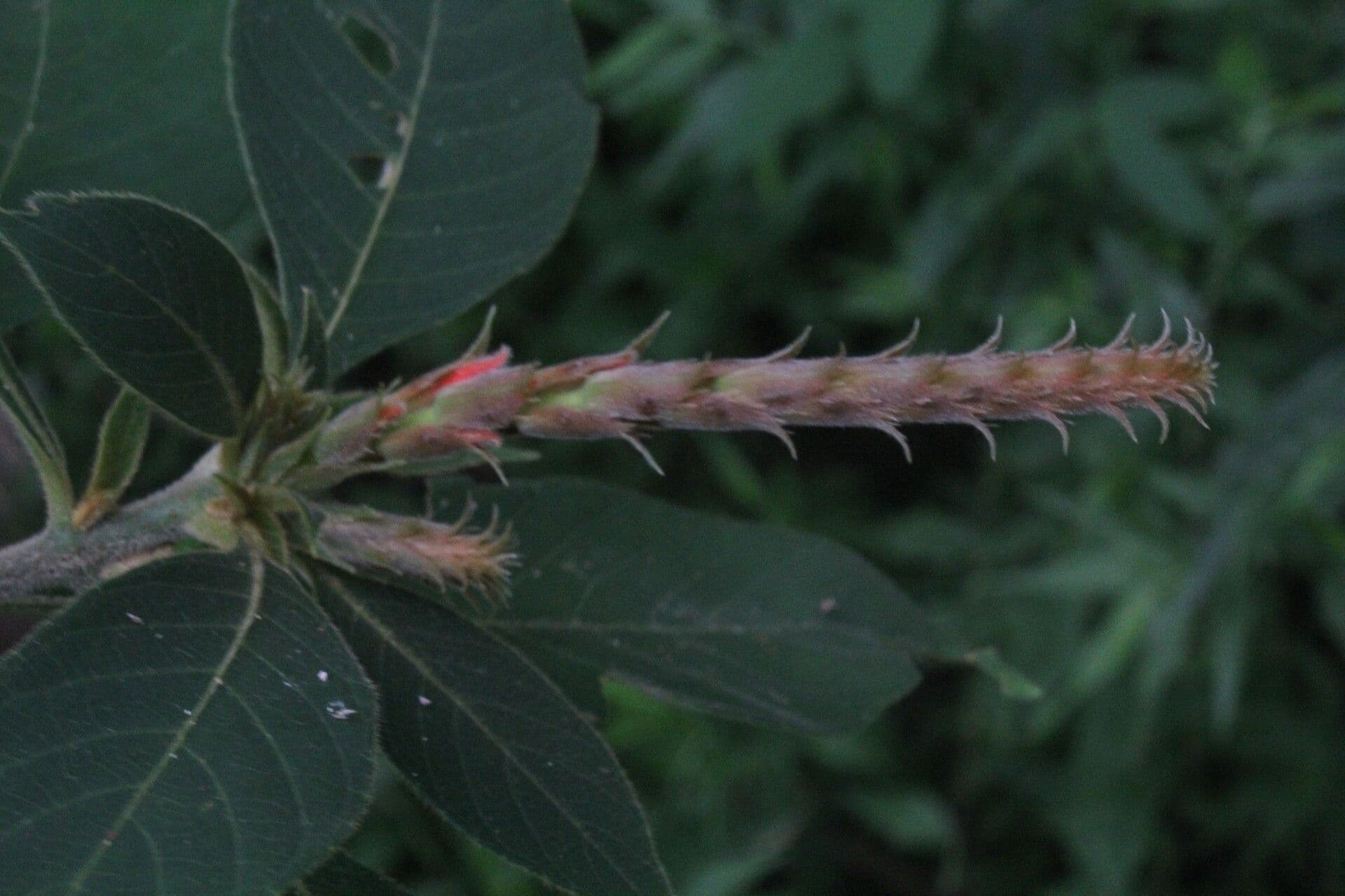 Aphelandra scabra 11