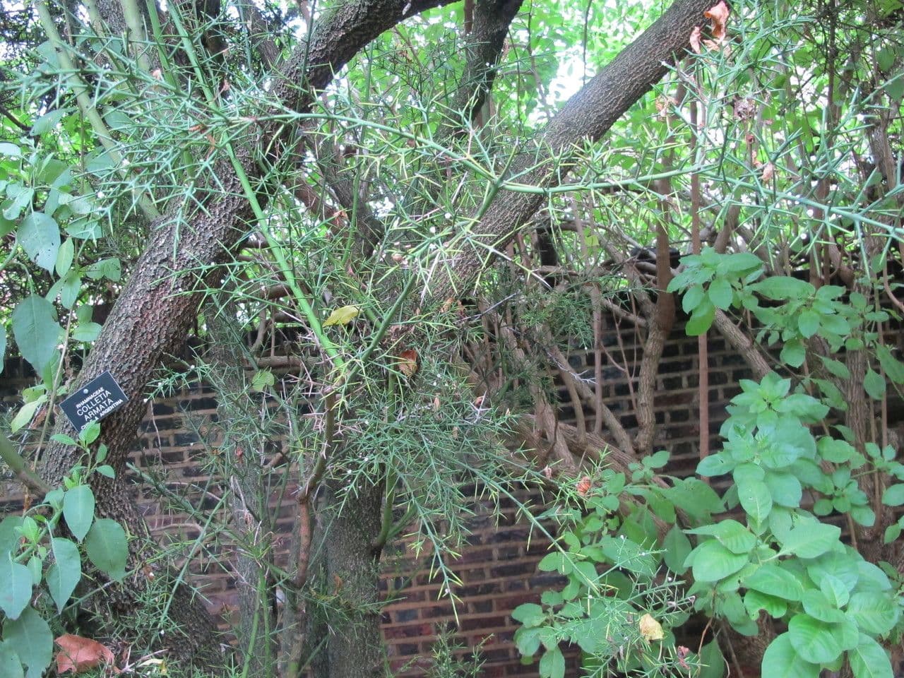 Colletia 6