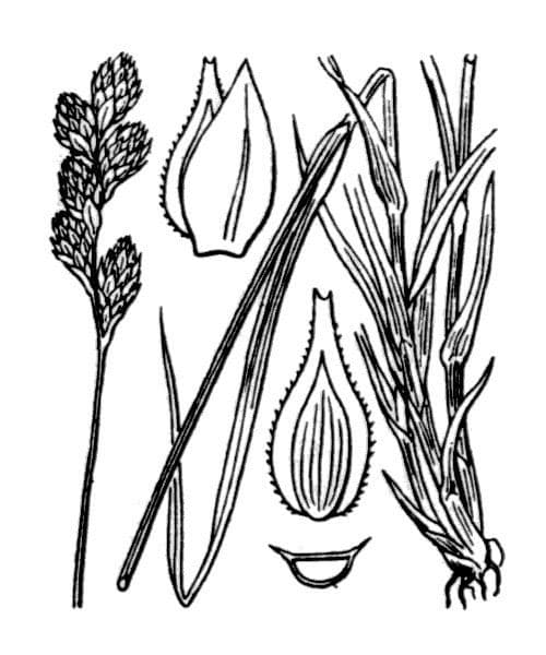 Carex di Lachenal 22