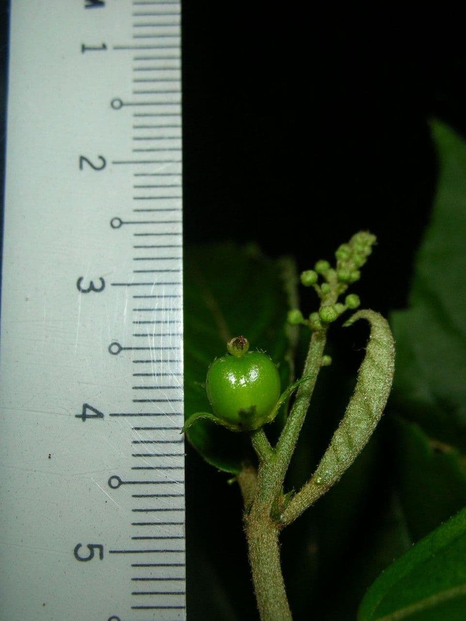 Croton 10
