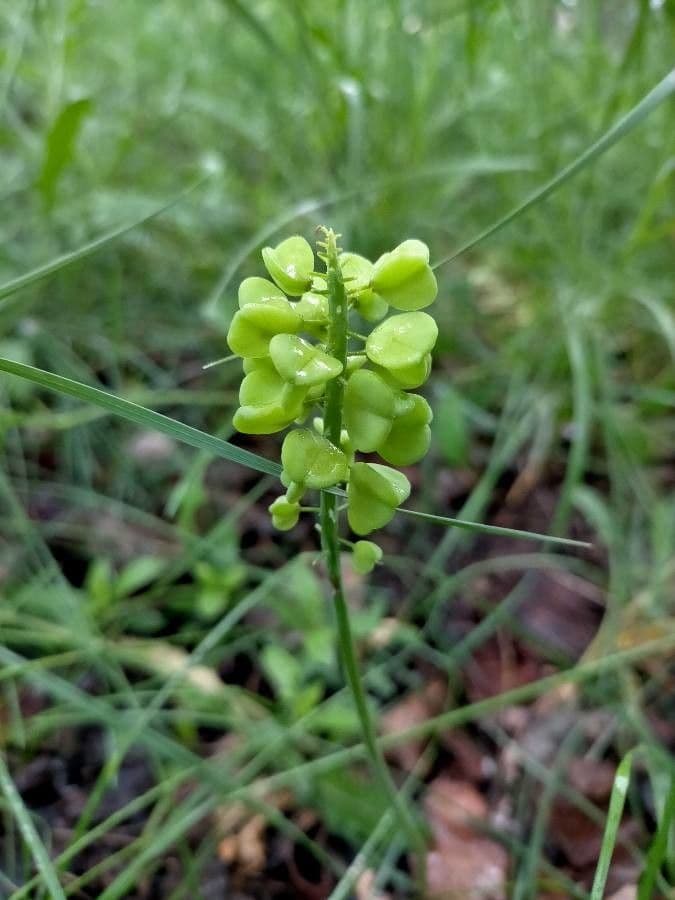 Orchide maggiore 5