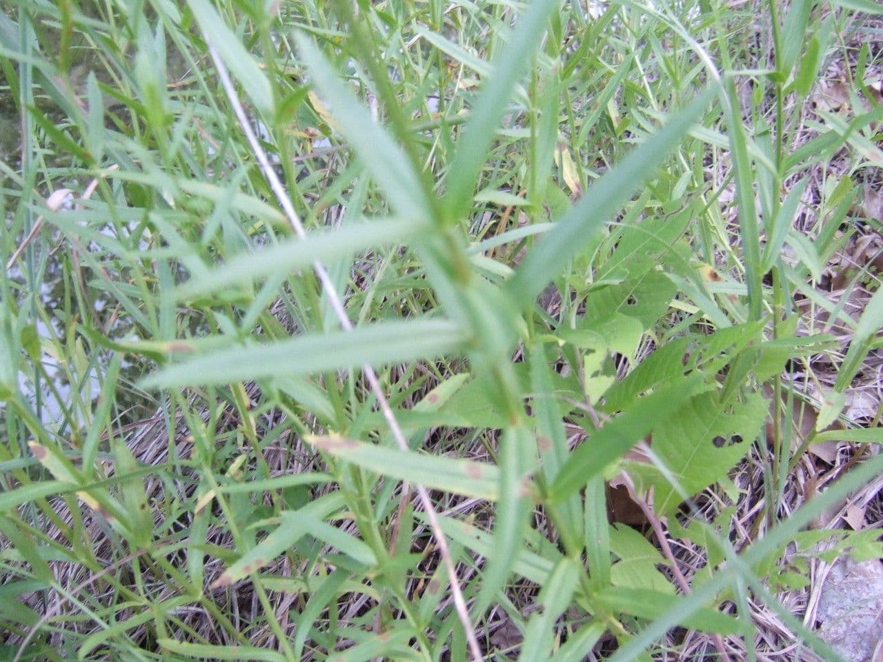 Physostegia angustifolia 5