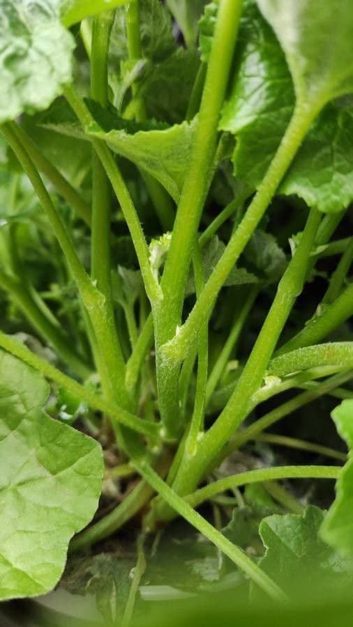 Pericallis 17