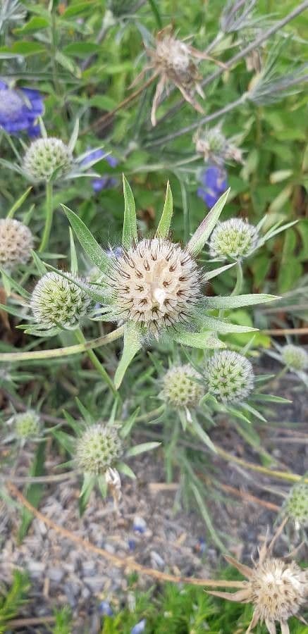 Edeldistel 6