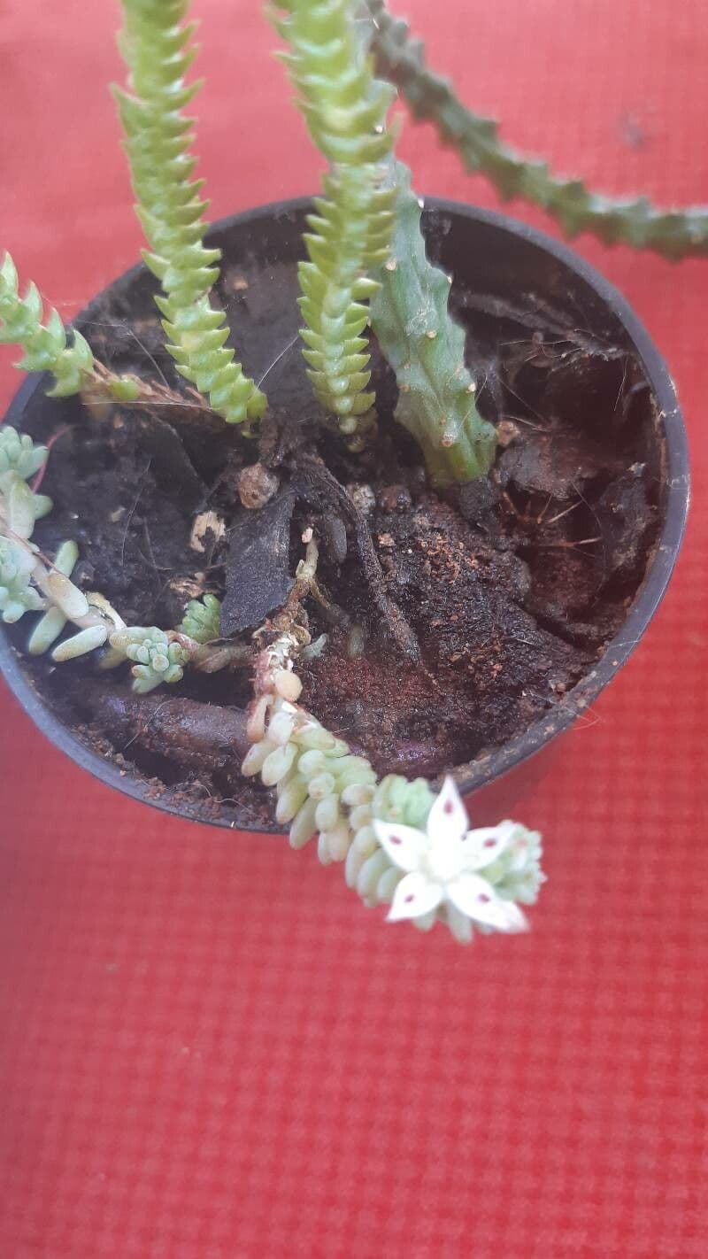 Sedum 2