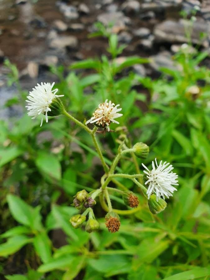 Adenostemma