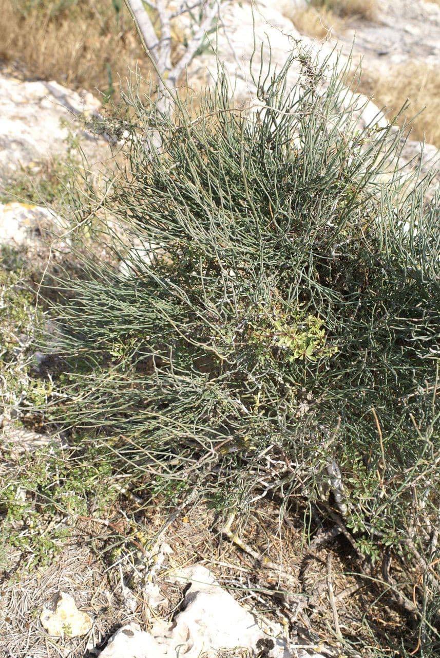 Efedra 5