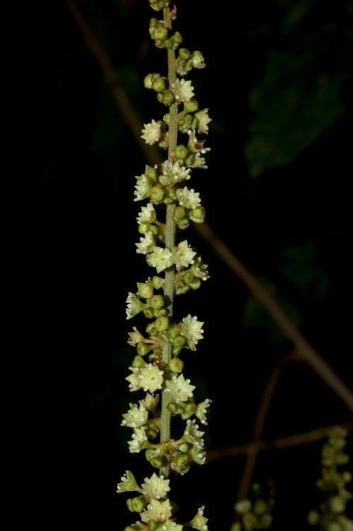 Hopfenblättrige Gouania 3