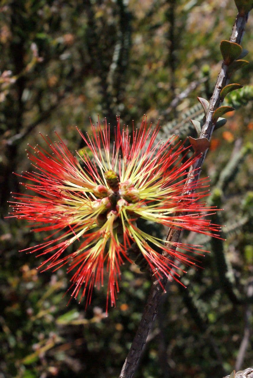 Grevillea scarlatta 4