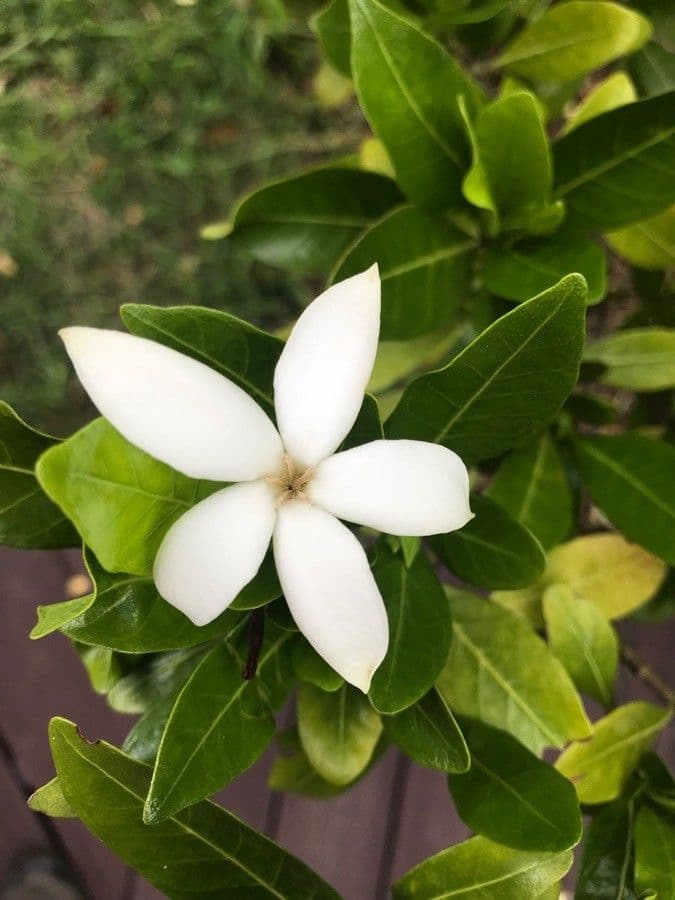 Gardenia 9