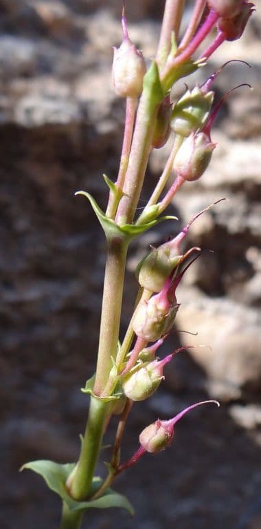 Penstemon