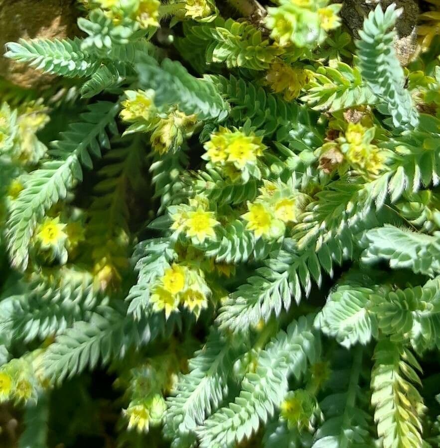 Alchemilla